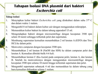Tahapan Isolasi DNA plasmid dari bakteri
Escherchia coli
Tahap isolasi
1. Menyiapkan kultur bakteri Escherichia coli yang diinkubasi dalam suhu 370 C
dan dalam waktu 1 malam.
2. Mengambil 8 ml bakteri dalam kultur cair dengan menggunakan mikropipet.
3. Memasukkan kultur bakteri ke dalam tabung eppendorf 15 ml.
4. Mengendapkan bakteri dengan microsentrifuge dengan kecepatan 3500 rpm
selam 10 menit sehingga terbentuk pelet dan supernatan.
5. Membuang supernatan kemudian menambahkan 2 ml larutan A (EDTA dan Tris-
HCl) ke dalam pelet.
6. Memvortex campuran dengan kecepatan 3500 rpm.
7. Menambahkan 2 ml larutan B (NaOH dan SDS) ke dalam campuran pelet dan
larutan A. Kemudian dibolak-balik 4-6 kali.
8. Menambahkan larutan C (Ka-Asetat) pada campuran pelet, larutan A, dan larutan
B. Setelah itu memvortexnya dengan menggunakan microsentrifuge dengan
kecepatan 3500 rpm selama 10 menit hingga terbentuk supernatan dan pelet.
9. Mengambil supernatan sebanyak 4 ml dan memasukkan ke dalam tabung yang
baru kemudian didiamkan selama 1 malam.
 