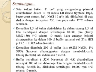 Sambungan...
 Satu koloni bakteri E. coli yang mengandung plasmid
ditumbuhkan dalam 10 ml media LB (bacto tryptone 10g/l,
bacto-yeast extract 5g/l, NaCl 10 g/l) lalu diinkubasi di atas
shaker dengan kecepatan 250 rpm pada suhu 37°C selama
semalam.
 Kemudian 1,5 ml kultur dipindahkan ke dalam tabung 1,5 ml
lalu diendapkan dengan sentrifugasi 10.000 rpm (Tomy
MRX-150) 4°C selama 10 menit. Lalu endapan bakteri
disuspensikan ke dalam 100 ul buffer suspensi sel (Tris HCl
pH 7.5 + EDTA) dan di-vortex.
 Kemudian ditambah 200 ul buffer lisis (0.2M NaOH, 1%
SDS). Suspensi dihomogenkan dengan membolak-balik
tabung (6-8kali) lalu didiamkan 3 menit.
 Buffer netralisasi (1,32M Na-asetat pH 4,8) ditambahkan
sebanyak 300 ul dan dihomogenkan dengan membolak-balik
tabung. Setelah itu, dilakukan sentrifugasi 10.000 rpm 4°C
selama 10 menit.
 