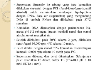  Supernatan ditransfer ke tabung yang baru kemudian
dilakukan ekstraksi dengan PCI (fenol-kloroform-isoamil
alkohol) untuk memisahkan kandungan lipid-protein
dengan DNA. Fase air (supernatan) yang mengandung
DNA di tambah RNase dan diinkubasi pada 37°C
semalam.
 Kemudian DNA diendapkan dengan penambahan Na-
asetat pH 5,2 sehingga larutan menjadi netral dan etanol
absolut untuk mengikat air.
 Setelah diinkubasi pada 30°C selama 2 jam, dilakukan
sentrifugasi 10.000 rpm 4°C selama 10 menit.
 Pelet dibilas dengan etanol 70% kemudian disentrifugasi
kembali 10.000 rpm selama 10 menit pada 4°C.
 Supernatan dibuang dan pelet dikeringkan. Selanjutnya
pelet dilarutkan ke dalam buffer TE (Tris-HCl pH 8 10
mM, EDTA 1 mM).
 