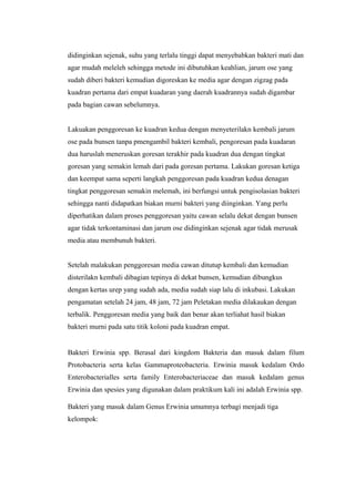 didinginkan sejenak, suhu yang terlalu tinggi dapat menyebabkan bakteri mati dan
agar mudah meleleh sehingga metode ini dibutuhkan keahlian, jarum ose yang
sudah diberi bakteri kemudian digoreskan ke media agar dengan zigzag pada
kuadran pertama dari empat kuadaran yang daerah kuadrannya sudah digambar
pada bagian cawan sebelumnya.
Lakuakan penggoresan ke kuadran kedua dengan menyeterilakn kembali jarum
ose pada bunsen tanpa pmengambil bakteri kembali, pengoresan pada kuadaran
dua haruslah meneruskan goresan terakhir pada kuadran dua dengan tingkat
goresan yang semakin lemah dari pada goresan pertama. Lakukan goresan ketiga
dan keempat sama seperti langkah penggoresan pada kuadran kedua denagan
tingkat penggoresan semakin melemah, ini berfungsi untuk pengisolasian bakteri
sehingga nanti didapatkan biakan murni bakteri yang diinginkan. Yang perlu
diperhatikan dalam proses penggoresan yaitu cawan selalu dekat dengan bunsen
agar tidak terkontaminasi dan jarum ose didinginkan sejenak agar tidak merusak
media atau membunuh bakteri.
Setelah malakukan penggoresan media cawan ditutup kembali dan kemudian
disterilakn kembali dibagian tepinya di dekat bunsen, kemudian dibungkus
dengan kertas urep yang sudah ada, media sudah siap lalu di inkubasi. Lakukan
pengamatan setelah 24 jam, 48 jam, 72 jam Peletakan media dilakaukan dengan
terbalik. Penggoresan media yang baik dan benar akan terliahat hasil biakan
bakteri murni pada satu titik koloni pada kuadran empat.
Bakteri Erwinia spp. Berasal dari kingdom Bakteria dan masuk dalam filum
Protobacteria serta kelas Gammaproteobacteria. Erwinia masuk kedalam Ordo
Enterobacterialles serta family Enterobacteriaceae dan masuk kedalam genus
Erwinia dan spesies yang digunakan dalam praktikum kali ini adalah Erwinia spp.
Bakteri yang masuk dalam Genus Erwinia umumnya terbagi menjadi tiga
kelompok:
 