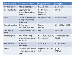 Tissues/muscle Identification point Drug sensitivity Receptors
Tracheal chain Above esophagus NA ,A & Ach β2 & M2/M3
Stomach fundus Upper grey part
attached to thick red
Pylorus
5-HT > Ach >
Histamine >
Bradykinin
5HT-D
Ileum Cecum at middle part
& large intestine at
distal part
Histamine >Ach H1, Muscarinic
Ascending colon 4-7 cm from
ileocecum junction
NA>A
Ach,5-HT
β3 , 5HT-2A , 5HT4
Descending
colon
5-7cm above rectum Ach Muscarinic
Anococcygeus Thin muscle strip
arises from the sacral
vertebrae
NA, Ach, 5-HT , isoP,
No histamine
Adrenergic supply,
NANC
Vas deferens Attached to
epididymis
NA & Ach α1, Muscarinic
Uterus Clear two horn above
rectum connected to
ovary
Oxytocin,5-HT,A,NA
Ach
β , α
M2/M3
 