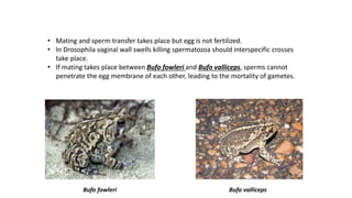 Bufo fowleri
• Mating and sperm transfer takes place but egg is not fertilized.
• In Drosophila vaginal wall swells killing spermatozoa should interspecific crosses
take place.
• If mating takes place between Bufo fowleri and Bufo valliceps, sperms cannot
penetrate the egg membrane of each other, leading to the mortality of gametes.
Bufo valliceps
 