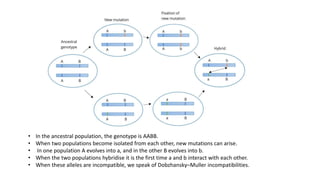 • In the ancestral population, the genotype is AABB.
• When two populations become isolated from each other, new mutations can arise.
• In one population A evolves into a, and in the other B evolves into b.
• When the two populations hybridise it is the first time a and b interact with each other.
• When these alleles are incompatible, we speak of Dobzhansky–Muller incompatibilities.
 