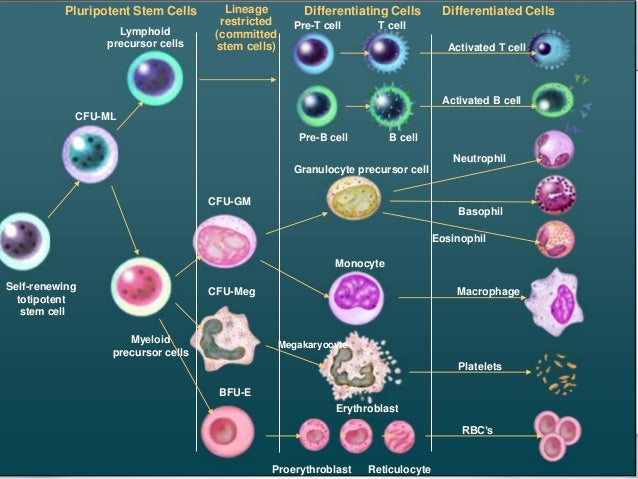 controversy stem cell research essay controversy stem cell research essay