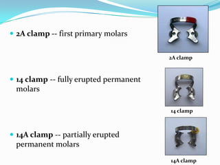  2A clamp -- first primary molars
 14 clamp -- fully erupted permanent
molars
 14A clamp -- partially erupted
permanent molars
2A clamp
14 clamp
14A clamp
 