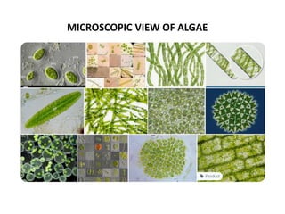Isolation and characterization, Culture Media & Harvesting of Algae | PPTX