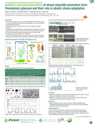 Feb
2017
Isolation and characterization of stress inducible promoters from
Pennisetum glaucum and their role in abiotic stress adaptation
About ICRISAT: www.icrisat.org
ICRISAT’s scientific information: http://EXPLOREit.icrisat.org
Divya K1
, Reddy PS1
*, Bhatnagar-Mathur P1
, Reddy MK2
, Vadez V1
, Sharma KK 1
*E-mail: p.sudhakarreddy@cgiar.org
Introduction
•	Environmental stresses are serious threat to agriculture and the primary cause
of crop loss worldwide and become a major challenge in our quest to achieve
sustainable food production.
•	Genetic engineering thus provides alternatives to combat this problem
addressed.
•	Transgenic plants developed with a strong constitutive expression of functional
genes and/or transcription factors often suffer from undesirable phenotypes.
•	It is therefore desirable to generate transgenic plants that accumulate
transgenic products only under stress conditions.
•	Use of stress inducible promoters has proven to be an alternative strategy for
elimination of such phenotypes induced by constitutive transgene expression.
Objective: Development of the abiotic stress tolerant crops
The relative expression of five abiotic stress inducible genes under different
abiotic stress conditions. The fold change between 2 to 5 fold are given a single
(+) or (-) sign for up regulation and down regulation respectively. Similarly (++) or
(- -) denotes 5 to 10 fold change, (+++) or (- - -) denotes 10 to 15 and (++++) or (-
- - -) denotes 15 fold or above change in the expression values.
Heat (45 o
C) Cold (4 o
C) Drought (withholding the water for 48 h) Salt (250 mM)
Hsp10 ++++ - + +
Hsc70 ++++ - ++ +/-
Lea +++ ++++ + ++++
Dhn + - + ++++
APX ++++ ++ + +
Isolation and cis-motif analysis of promoter regions of five abiotic stress inducible genes.
Schematic diagram of pMDC164 vector
Cloning in to pMDC164 vector
Hsp10S Dhn Hsc70 Apx Lea
M 1 2 3 4 5 6 7 8 TC TC
1 2 3 4 5 6 7 8 M TC TC P N
Cloning, transformation and
molecular confirmation of the
tobacco transgenic plants.
Conclusion
•	PgHsc70 pro and PgLea pro were active in the heat, PgDhn pro in heat, cold and
drought and PgApx pro in drought stress conditions.
•	PgHsc70 pro and PgDhn pro can be used to drive the expression of selected
target gene to develop abiotic stress tolerant crops.
References
•	Reddy PS, Mahanty S, Kaul T, Nair S, Sopory SK, Reddy MK (2008) A high-
throughput genome-walking method and its use for cloning unknown flanking
sequences. Anal Biochem 381:248-253.
Acknowledgments
Innovation in Science Pursuit for Inspired Research (INSPIRE), Department of
Science and Technology, Govt. of India for the research grant through INSPIRE
Faculty Program (Award No. IFA-LSPA-06). This work has been undertaken as part
of the CGIAR Research Program on Dryland Cereals.
GUS Histochemical assay. Symbols, + (mild expression), ++ (strong expression) and -
(no expression) represents the intensity of GUS activity.
2
International Centre for Genetic Engineering and Biotechnology (ICGEB), Aruna Asaf Ali Marg, New Delhi-110 067, India
1
International Crops Research Institute for the Semi-Arid Tropics (ICRISAT), Hyderabad, 502 324, Telangana, India
Results
Hsp10 Hsc70 Apx
LeaRab
Walker
Primers
Phi29 DNA
polymerase
Genomic DNA
Whole genome is
copied into large
number of
overlapping
fragments with
unique sequence
Cis-elements of stress inducible promoters
ABREHSE LTR
GC-motif CircadianSkn-1_motif
ARE
CGTCA
TGACGTGABox-W1MBS
CCGTCC-box GCN4_motif
-100 -300-200 -400 -600-500 -700 -800-1
APX
Hsc70
Dhn
Lea
Hsp10
-900
Reddy et al., 2008
1. Expression profiling of five abiotic stress inducible genes.
2. Isolation and analysis of promoter regions of five abiotic stress inducible genes.
3. Construction of plant expression vector with five different promoters.
Relative GUS mRNA level in
abiotic stressed transgenic
tobacco plants.
4. Functional validation in tobacco using histochemical assay and molecular approaches.
Drought tolerant crop
Pearl millet
Crop plants Model plants
Rice
Legumes
Sorghum
MaizeWheat
Evaluation in model plants
Stress tolerant crops
Agriculturally important crops
 