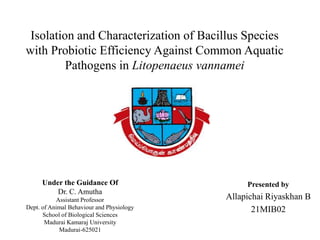 Isolation and Characterization of Bacillus Species
with Probiotic Efficiency Against Common Aquatic
Pathogens in Litopenaeus vannamei
Under the Guidance Of
Dr. C. Amutha
Assistant Professor
Dept. of Animal Behaviour and Physiology
School of Biological Sciences
Madurai Kamaraj University
Madurai-625021
Presented by
Allapichai Riyaskhan B
21MIB02
 
