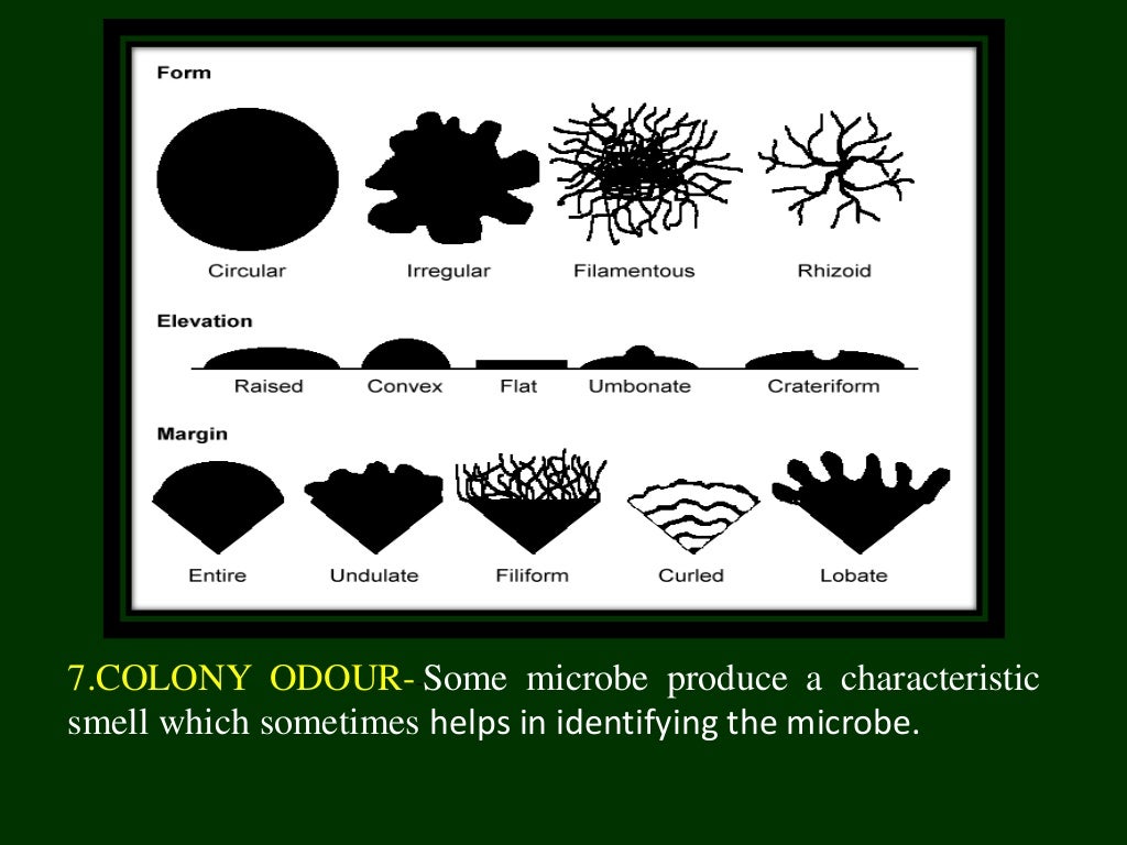 Isolation and characterization of microbes