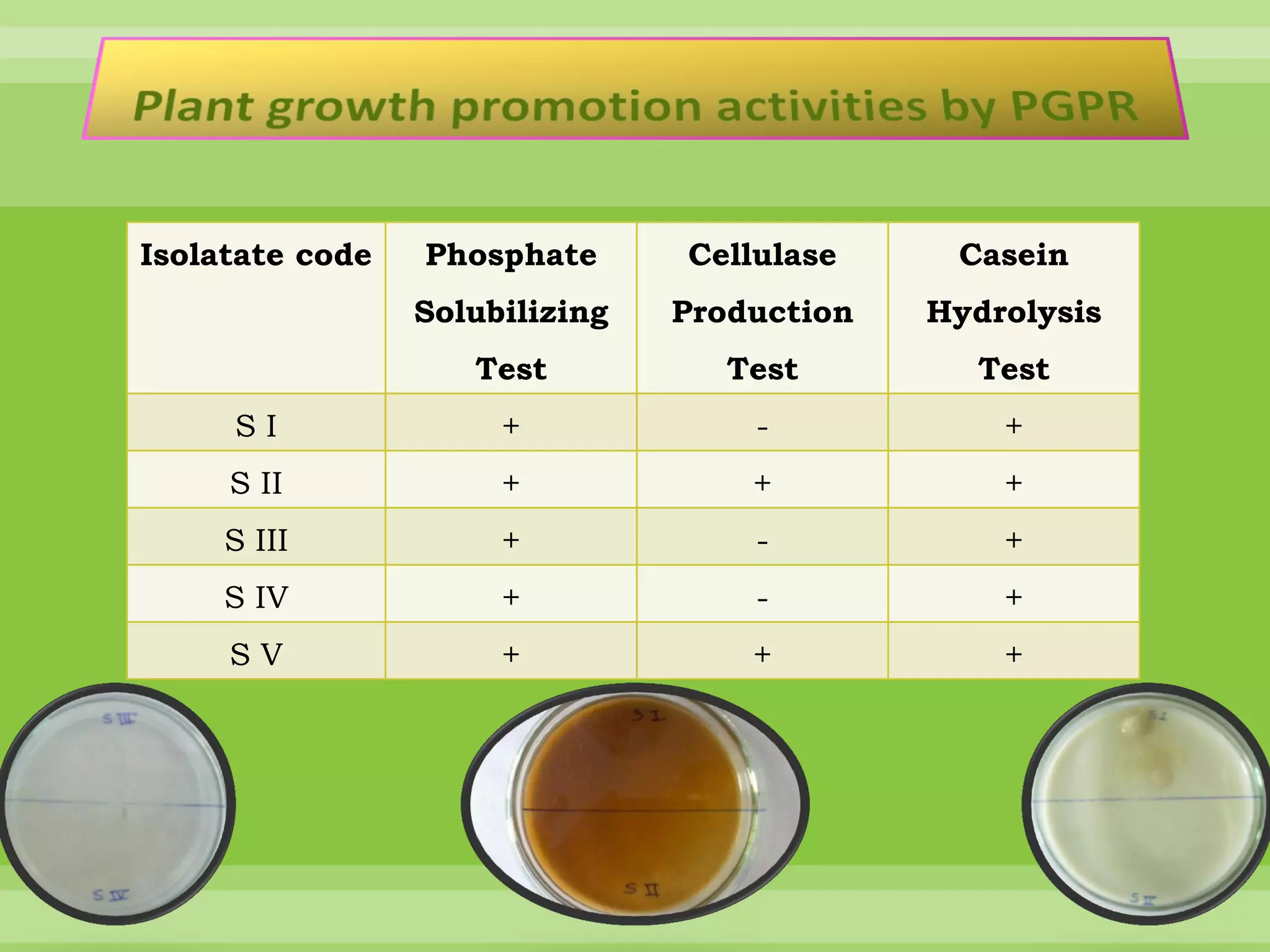 Isolation and characterization of plant growth promoting rhizobacteria ...