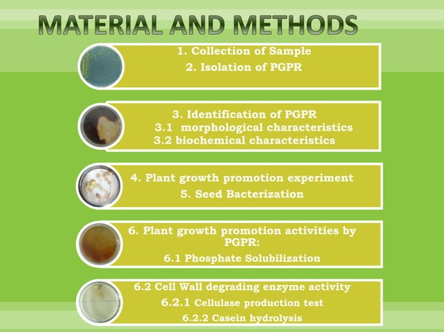 Isolation and characterization of plant growth promoting rhizobacteria ...