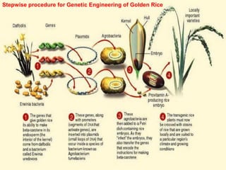 Golden Rice Construct Isolation of plant genomic DNA | PDF