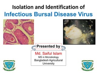 Isolation and Identification of
Infectious Bursal Disease Virus
Presented by
Md. Saiful Islam
MS in Microbiology
Bangladesh Agricultural
University
 