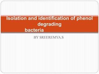Isolation and identification of phenol 
degrading 
bacteria 
BY SREEREMYA.S 
 