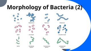 Isolation and Identification of Probiotic Streptomyces Bacteria from ...