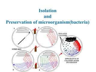 Isolation
and
Preservation of microorganism(bacteria)
 