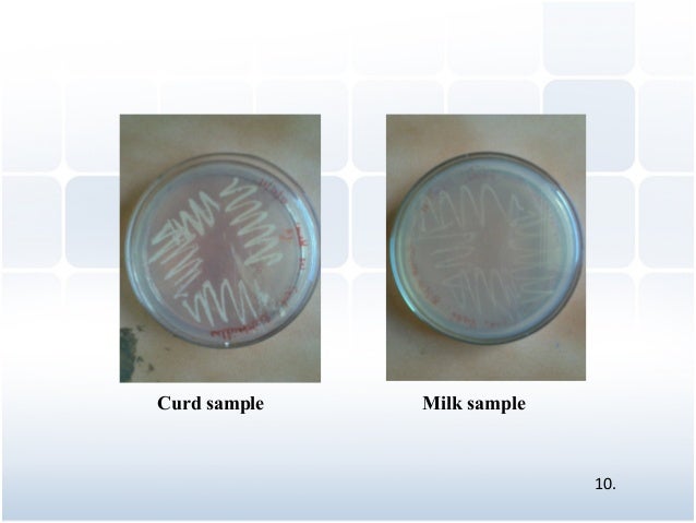 Isolation , characterization and comparative study of lactobacillus s…