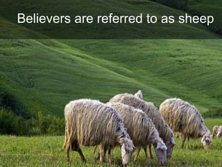 Believers are referred to as sheep
 