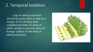 2. Temporal Isolation
crop of seed production
should be sown early or late by a
margin of 15-20 days than
neighboring fiel...