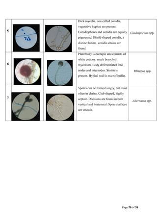 Isolation, identification and characterization of fungi from stored ...