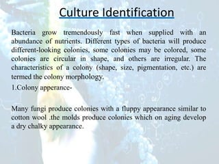 Culture Identification
Bacteria grow tremendously fast when supplied with an
abundance of nutrients. Different types of bacteria will produce
different-looking colonies, some colonies may be colored, some
colonies are circular in shape, and others are irregular. The
characteristics of a colony (shape, size, pigmentation, etc.) are
termed the colony morphology.
1.Colony apperance-
Many fungi produce colonies with a fluppy appearance similar to
cotton wool .the molds produce colonies which on aging develop
a dry chalky appearance.
 