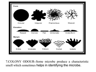 7.COLONY ODOUR--Some microbe produce a characteristic
smell which sometimes helps in identifying the microbe.
 