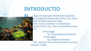ISOLATION OF potential ALGAE FROM SOIL.pptx