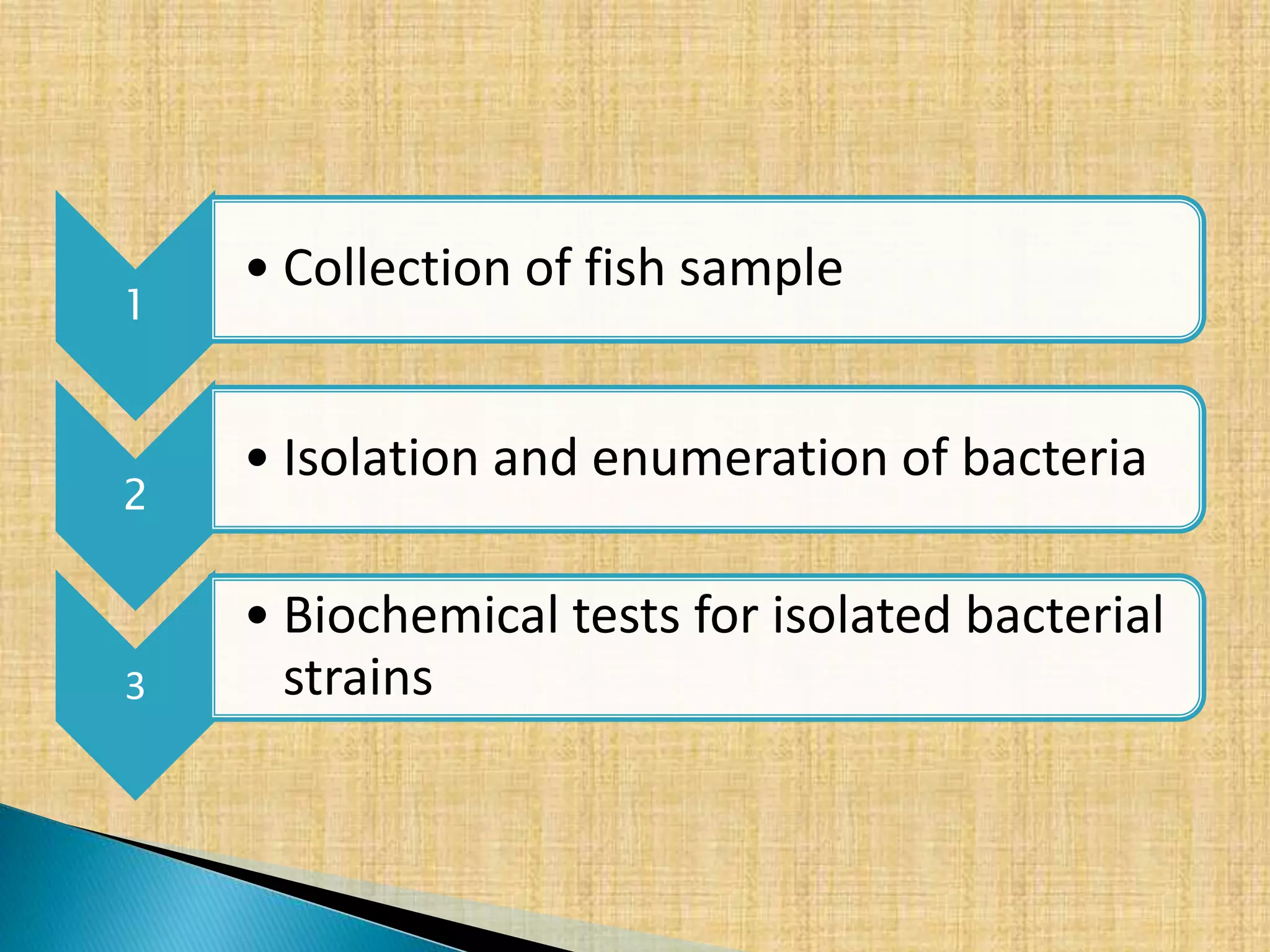 Isolation and identification of bacteria from Labeo rohita | PPTX