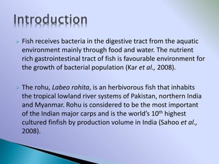 Isolation and identification of bacteria from Labeo rohita | PPTX