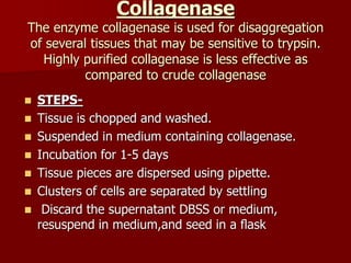 Isolation of explant.ppt uma | PPT