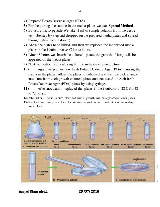 Isolation of fungi from soil sample