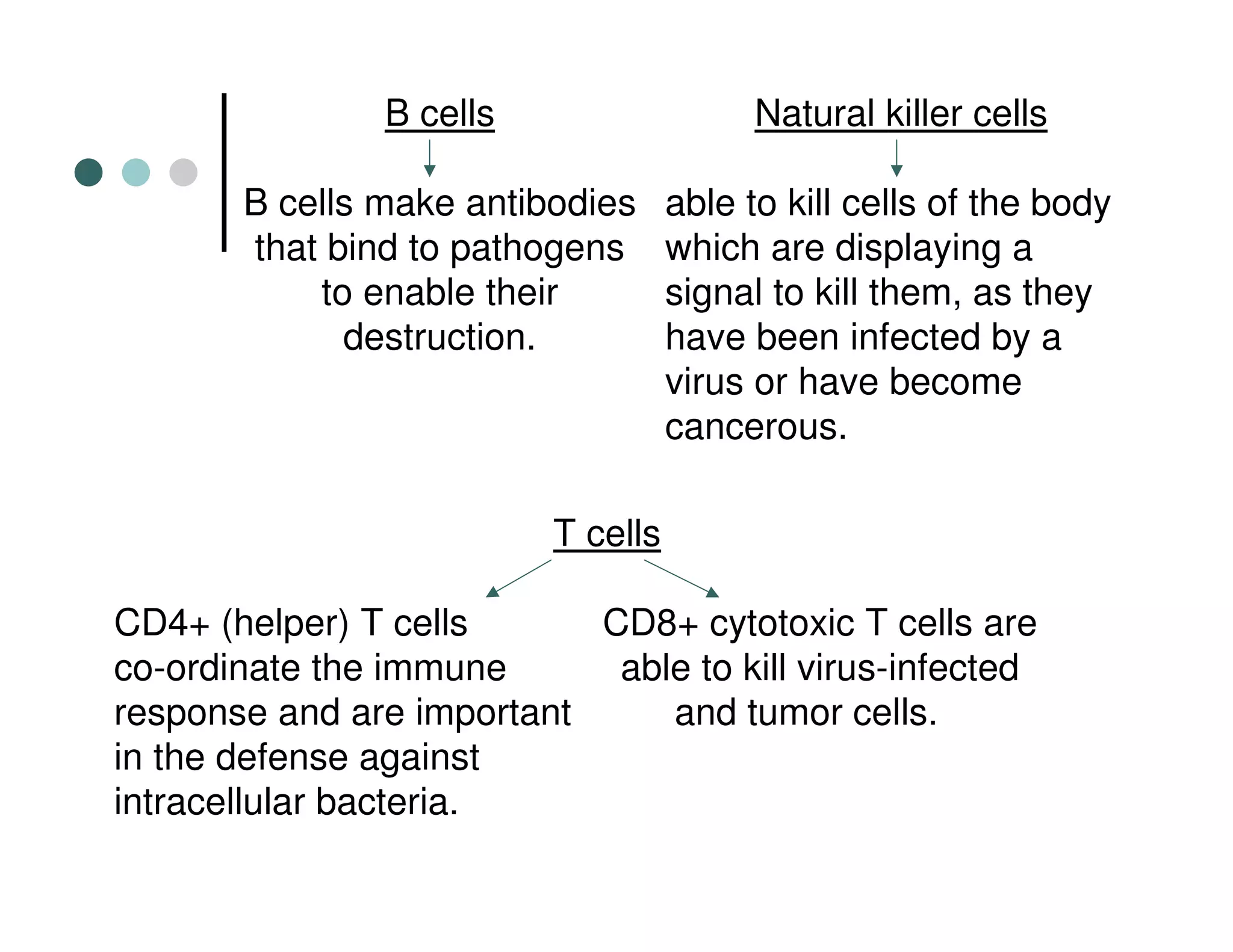 B cells
B cells make antibodies
that bind to pathogens
to enable their
destruction.
T cells
CD4+ (helper) T cells CD8+ cytotoxic T cells are
co-ordinate the immune able to kill virus-infected
response and are important and tumor cells.
in the defense against
intracellular bacteria.
•Natural killer cells
•able to kill cells of the body
which are displaying a
signal to kill them, as they
have been infected by a
virus or have become
cancerous.
 