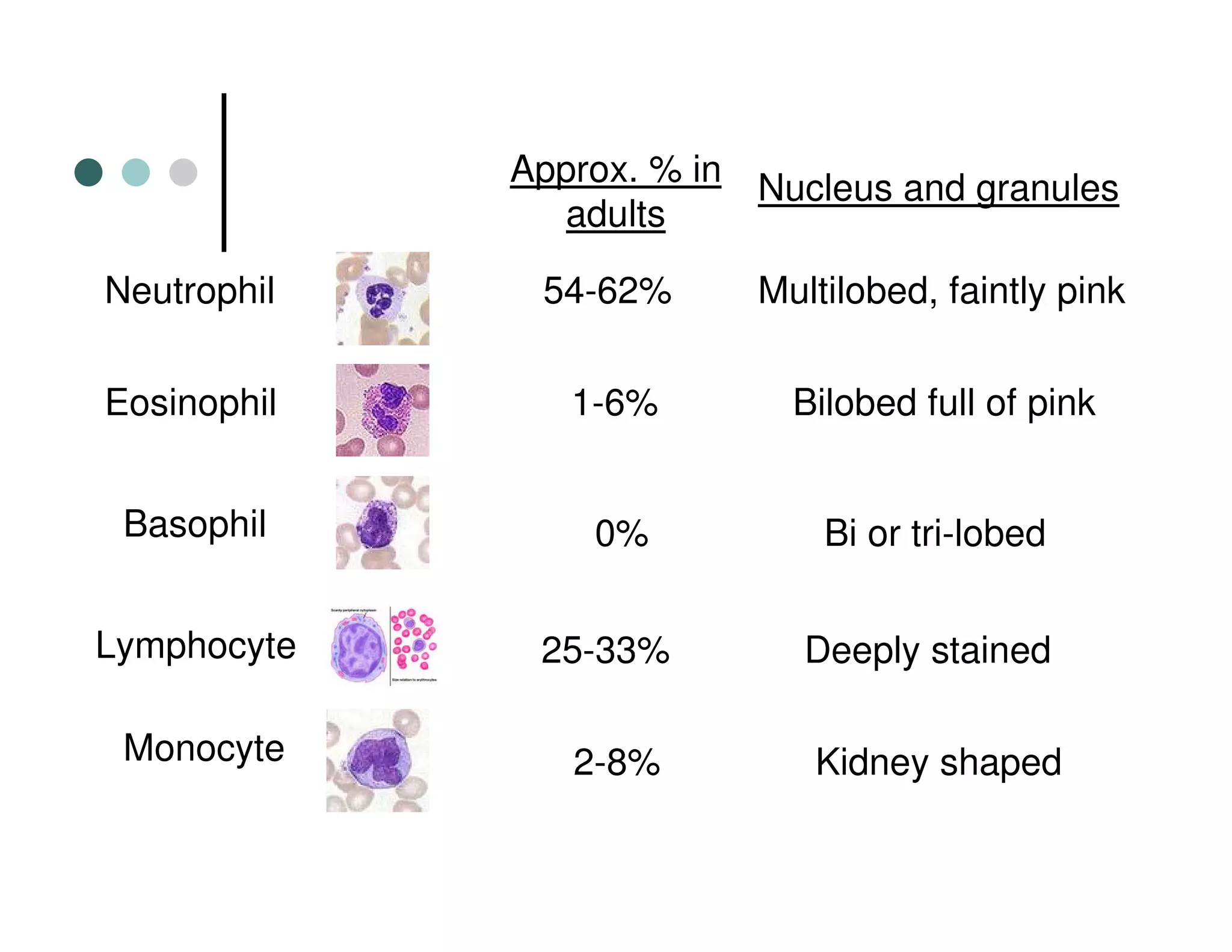 Neutrophil 54-62%
Approx. % in
adults
Multilobed, faintly pink
Nucleus and granules
Eosinophil 1-6% Bilobed full of pink
Basophil 0% Bi or tri-lobed
Lymphocyte 25-33% Deeply stained
Monocyte 2-8% Kidney shaped
 