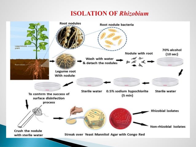 ISOLATION OF Rhizobium.pdf