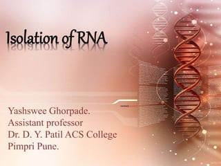 Isolation of RNA
Yashswee Ghorpade.
Assistant professor
Dr. D. Y. Patil ACS College
Pimpri Pune.
 