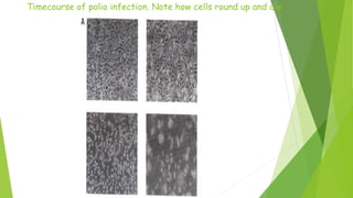 Time Course Virus Isolation of viruses and Viral quantification | PPTX