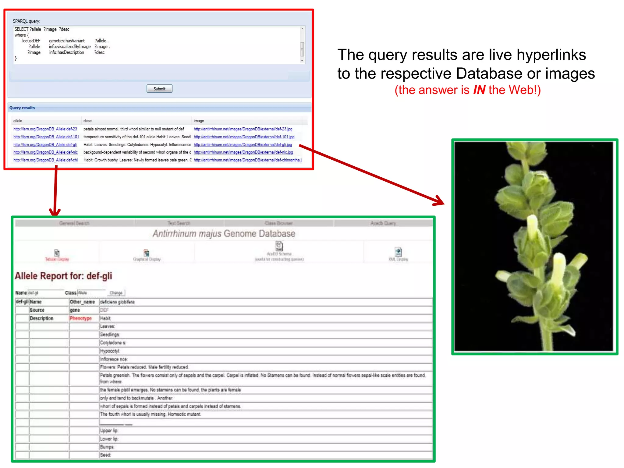 The query results are live hyperlinks
to the respective Database or images
        (the answer is IN the Web!)
 