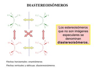 DIASTEREOISÓMEROS
C
C
H O C H 3
C H 3B r
H
H
C
C
O HH 3 C
H 3 C B r
H
H
C
C
H O C H 3
C H 3H
H
B r
C
C
O HH 3 C
H 3 C H
H
B r
Flechas horizontales: enantiómeros
Flechas verticales y oblicuas: diastereoisómeros
Los estereoisómeros
que no son imágenes
especulares se
denominan
diastereoisómeros.
 