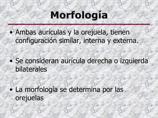 Morfología
• Ambas aurículas y la orejuela, tienen
  configuración similar, interna y externa.

• Se consideran aurícula derecha o izquierda
  bilaterales

• La morfología se determina por las
  orejuelas
 