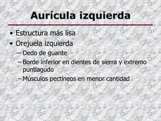 Aurícula izquierda
• Estructura más lisa
• Orejuela izquierda
  – Dedo de guante
  – Borde inferior en dientes de sierra y extremo
    puntiagudo
  – Músculos pectíneos en menor cantidad
 