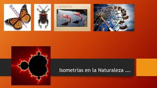 Isometrías en la Naturaleza ….
 