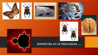 Isometrías en la Naturaleza ….
 