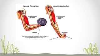 Isometric and isotonic exercises | PPT