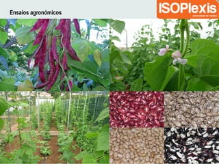 Ensaios agronómicos
 