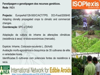 Fenotipagem e genotipagem dos recursos genéticos.
Rede: INEA
Projecto: EuropeAid/128-500/C/ACT/TPS. DCI-Food/2009/45
Adapting clonally propagated crops to climatic and commercial
changes.
Coordenação: SPC e CIRAD
Adaptação da cultura do inhame às alterações climáticas
(resistência à seca) e sócio-económicas (mercado).
Espécie: Inhame, Colocasia esculenta L. (Schott)
Avaliação morfo-agronómica e bioquímica de 35 cultivares de elite
e variedades locais.
Identificadas 6 cultivares com potenciais fontes de resistência à
seca.
http://www.ediblearoids.org/INEANEWS.aspx
 
