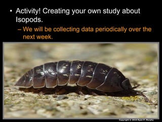 • Activity! Creating your own study about
Isopods.
– We will be collecting data periodically over the
next week.
Copyright © 2010 Ryan P. Murphy
 