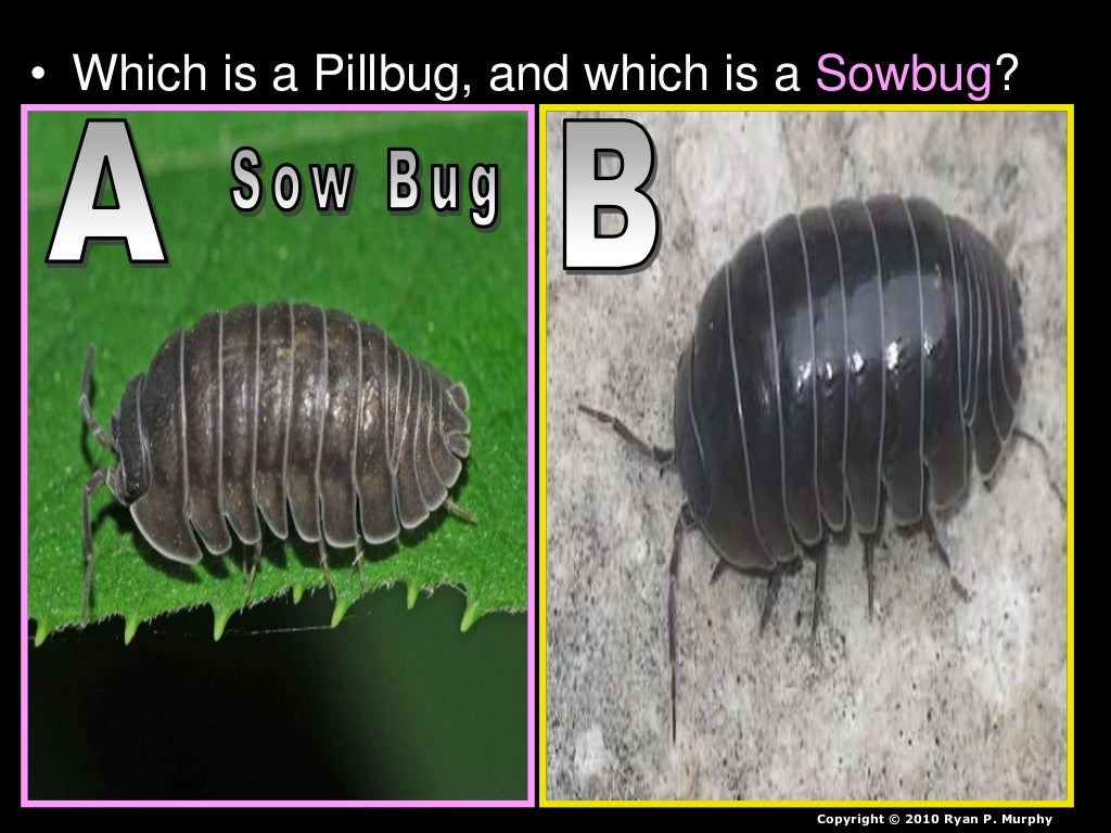 Isopod Lab Lesson PowerPoint, Abiotic Factors, Pill Bug, Sow Bug, Env…