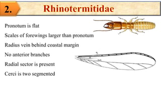 2.
Pronotum is flat
Scales of forewings larger than pronotum
Radius vein behind coastal margin
No anterior branches
Radial sector is present
Cerci is two segmented
 