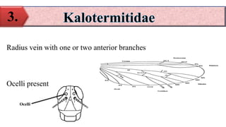 Radius vein with one or two anterior branches
Ocelli present
3.
Ocelli
 