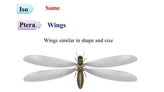 Wings
Wings similar in shape and size
Iso
Ptera
Same
 